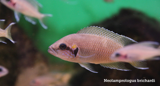 neolamprologus-brichardi